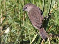 koningrooibekkie baba 1  Jong Pin tail Whydah - Frieda Prinsloo 2014 : frieda